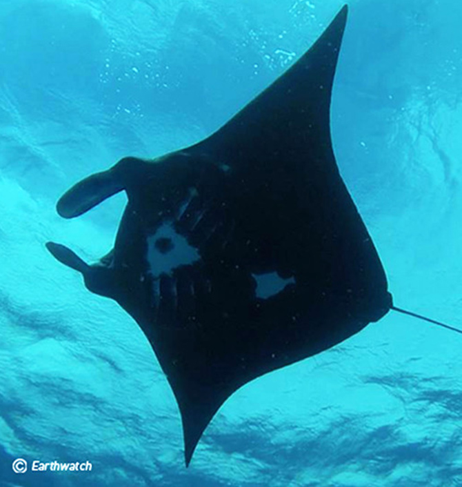 Australia Supporting the manta ray ecosystem research survey