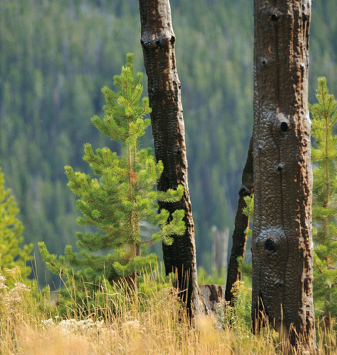 カナダ 植樹による森林資源の育成