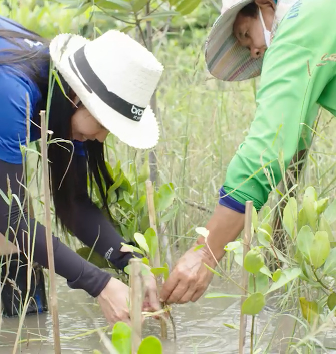 Thailand Efforts for mangrove reforestation