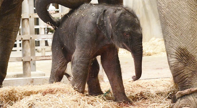 アジアゾウの赤ちゃんが誕生しました